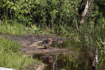 duck