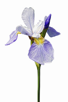 Sky Wings Siberian iris (Iris sibirica Sky Wings). Image of flower isolated on white background