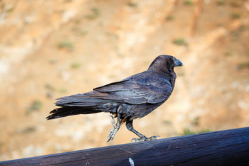 Common Raven sitting on a wooden beam, close up