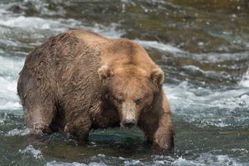 Fototapeta na wymiar Alaskan brown bear on falls