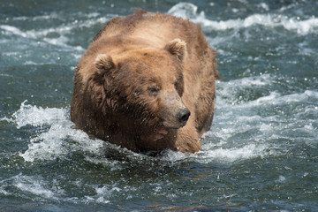 Alaskan brown bear on falls