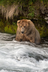 Naklejka na ściany i meble Large Alaskan brown bear