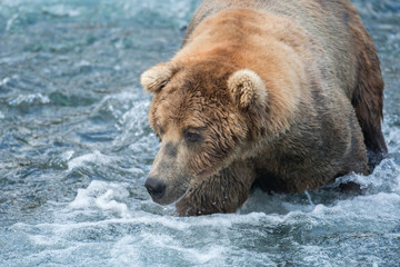 Fototapeta na wymiar Large Alaskan brown bear
