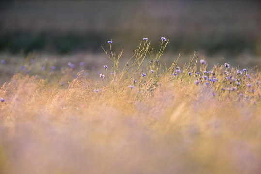 Fototapeta Wild purple flowers in field with tall yellow grass.