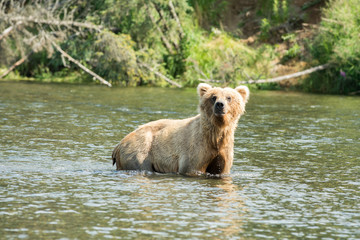 Large Alaskan brown bear sow