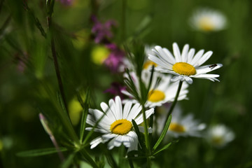 Stokrotki © Marart.pl