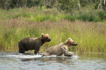 Obraz na płótnie Canvas Alaskan brown bear cub running in water