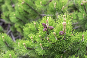 Fototapeta premium Fresh coniferous tree, fir or pine.