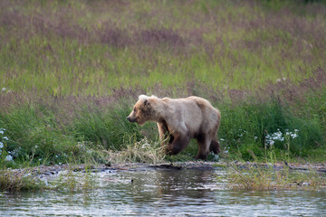 Alaskan brown bear sow