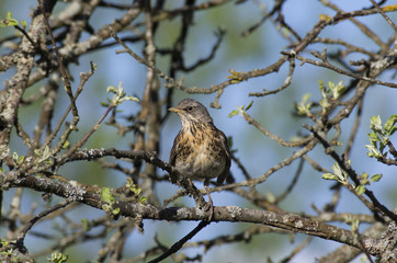 Young Fieldfare among the branches of Apple tree with blooming leaves