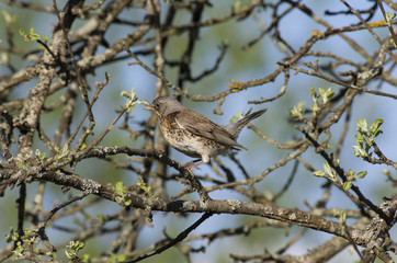 Young Fieldfare among the branches of Apple tree with blooming leaves