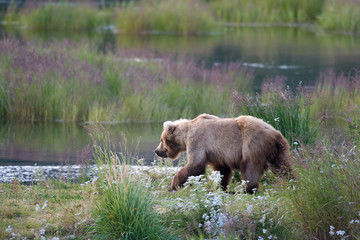 Naklejka na ściany i meble Alaskan brown bear sow