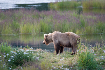 Naklejka na ściany i meble Alaskan brown bear sow
