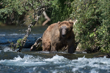 Naklejka na ściany i meble Large Alaskan brown bear in river