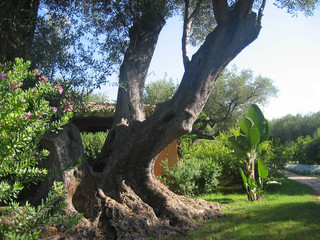 Olives trees