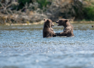 Two cute brown bear cubs playing