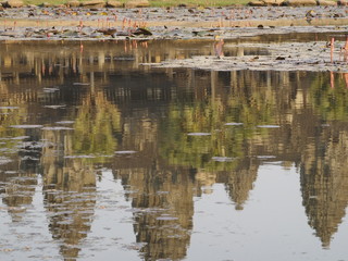 Fototapeta premium Amanecer en Angkor