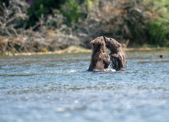 Two cute brown bear cubs playing