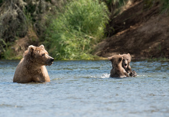 Obraz premium Alaskan brown bear sow and two cubs