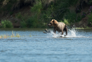Plakat Alaskan brown bear in Brooks River