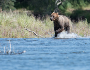 Obraz premium Alaskan brown bear in Brooks River