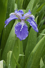 Roof iris (Iris tectorum). Called Japanese roof iris and Wall iris also