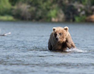 Alaskan brown bear in Brooks River