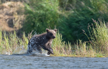 Alaskan brown bear cub