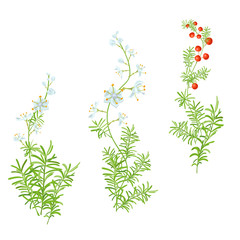 Set of green branches: white, blue flowers, buds, red berries, green branches: stem, leaves on white background. Asparagus aethiopicus, digital draw, realistic vector botanical illustration for design