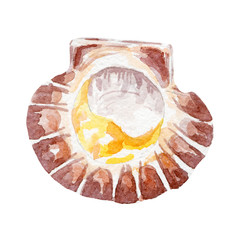 fresh clam illustration. Hand drawn watercolor on white background.