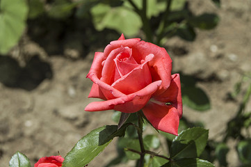 Roses, roses for the day of love, the most wonderful natural roses suitable for web design, love symbol roses

