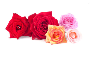 Different color roses on a white background