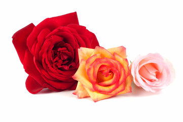 Different color roses on a white background