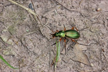 Goldlaufkäfer oder Goldschmied (Carabus auratus) 
