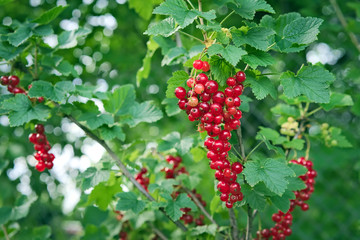 Ripe red currant on bush