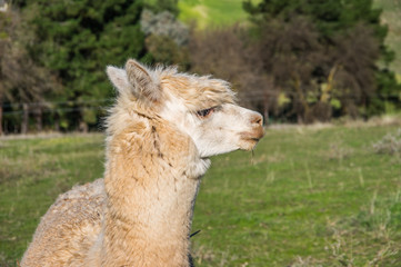 Alpaca's are a native animal of South America that resembles a small llama