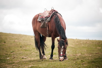 Obraz premium Horse eating in the field