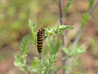 Raupe des Jakobskrautbären (Tyria jacobaeae)
