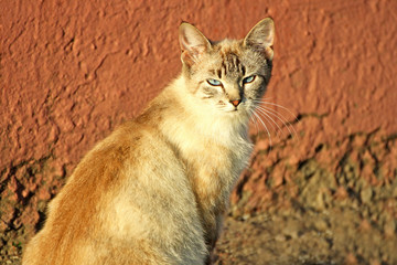 The cat near the wall of the house.