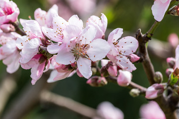 Peach blossom