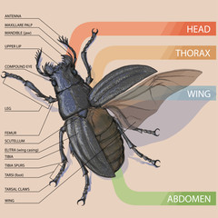 The structure of the beetle. Vector diagram © furryclown