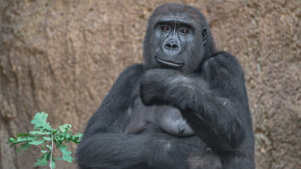 Portrait of powerful African gorilla