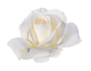 Obraz premium rose isolated on white