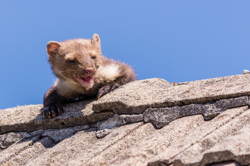 Adult ugly and injured marten goes over the roof - obrazy, fototapety, plakaty