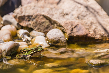 Single green frog sits in shallow lake on stone
