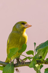 Single male European Greenfinch