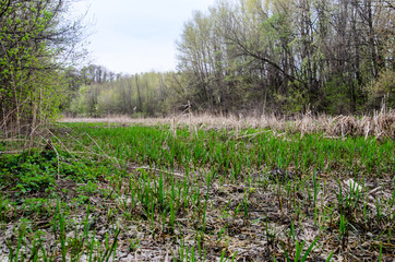 Young reed in Dnieper marshes