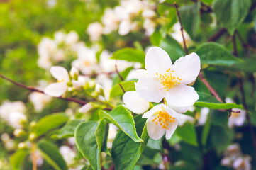 Flowering bush of jasmine