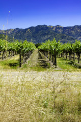 Naklejka premium Vineyard
