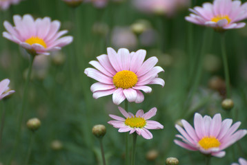 Fototapeta premium Beautiful pink flowers with a colorful background
